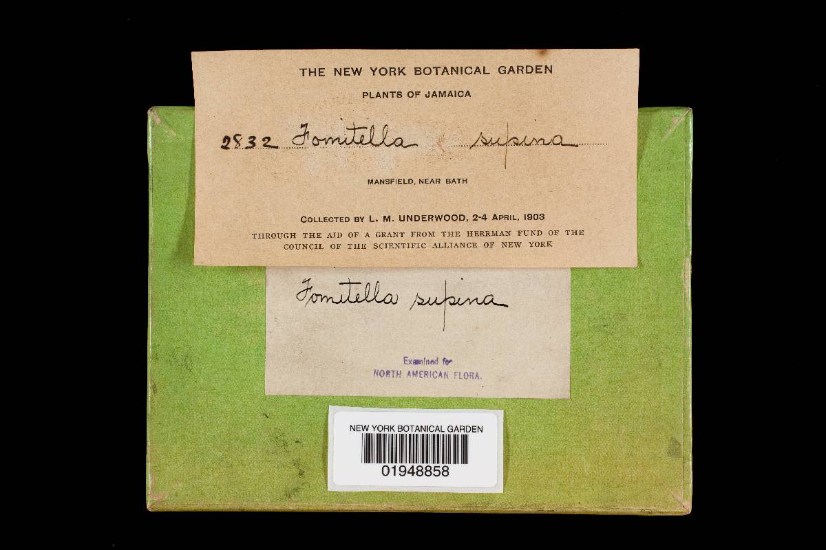 Fomitella supina image