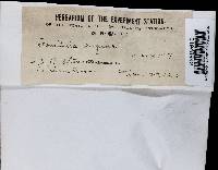 Fomitella supina image
