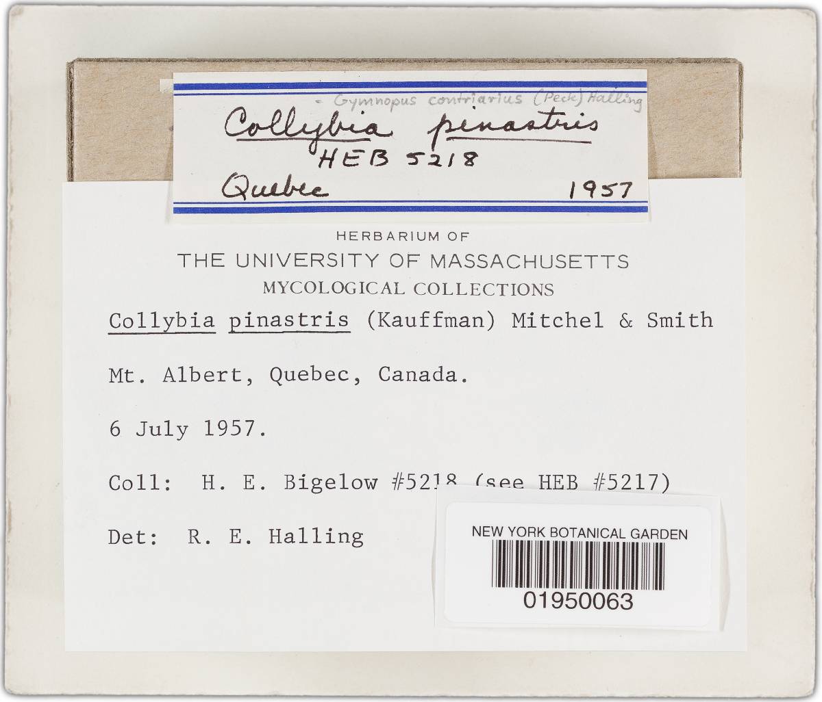 Gymnopus contrarius image