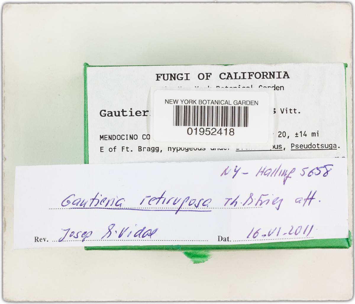 Gautieria retirugosa image