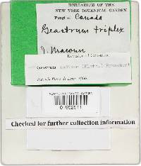 Geastrum triplex image