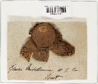 Geastrum triplex image