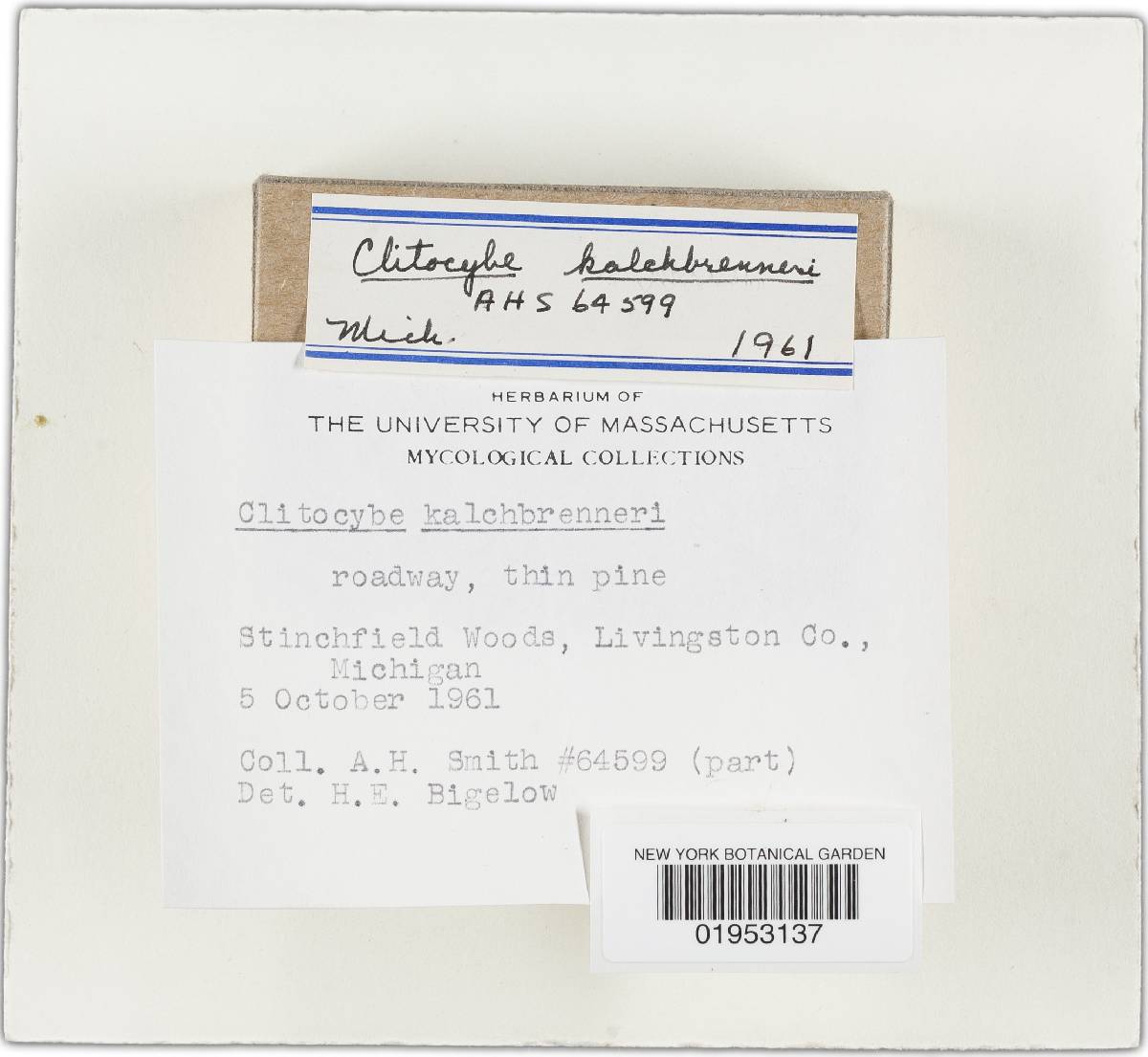 Pseudoomphalina kalchbrenneri image
