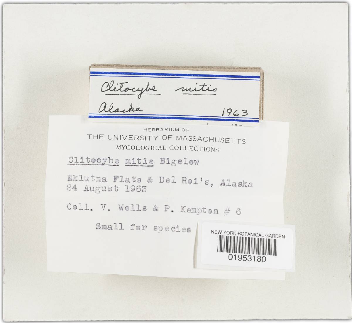Clitocybe mitis image