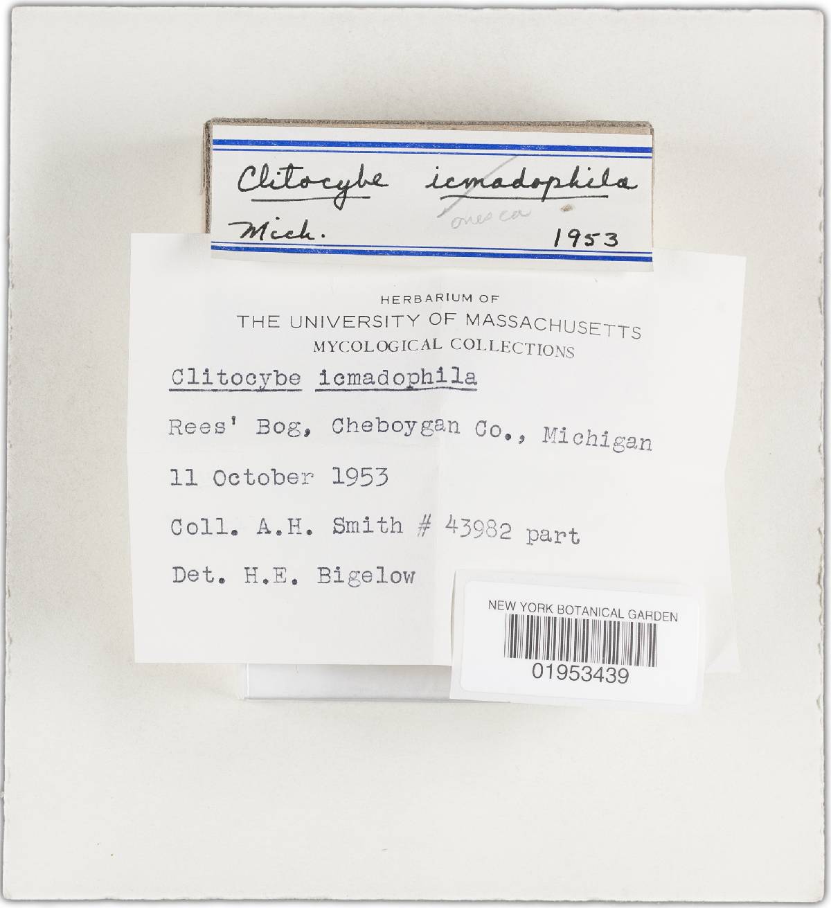 Arrhenia onisca image