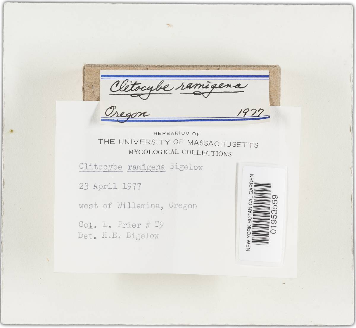 Clitocybe ramigena image