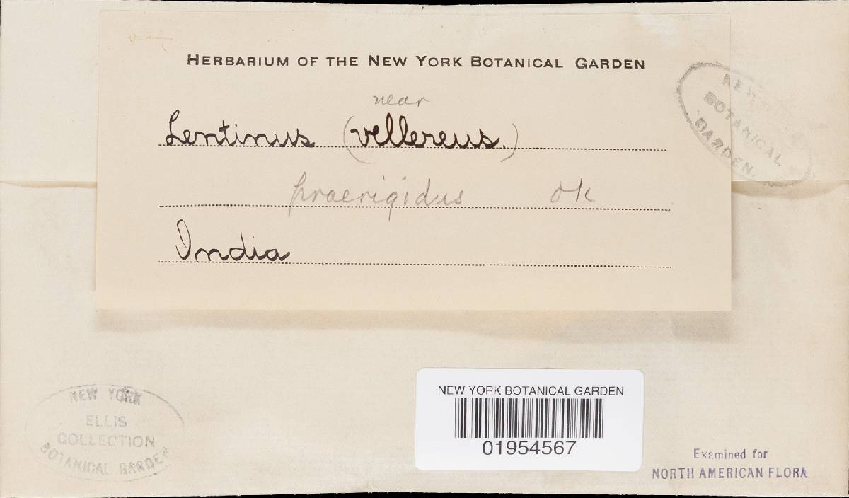 Lentinus scleropus image