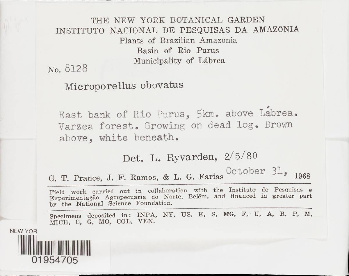 Microporellus obovatus image