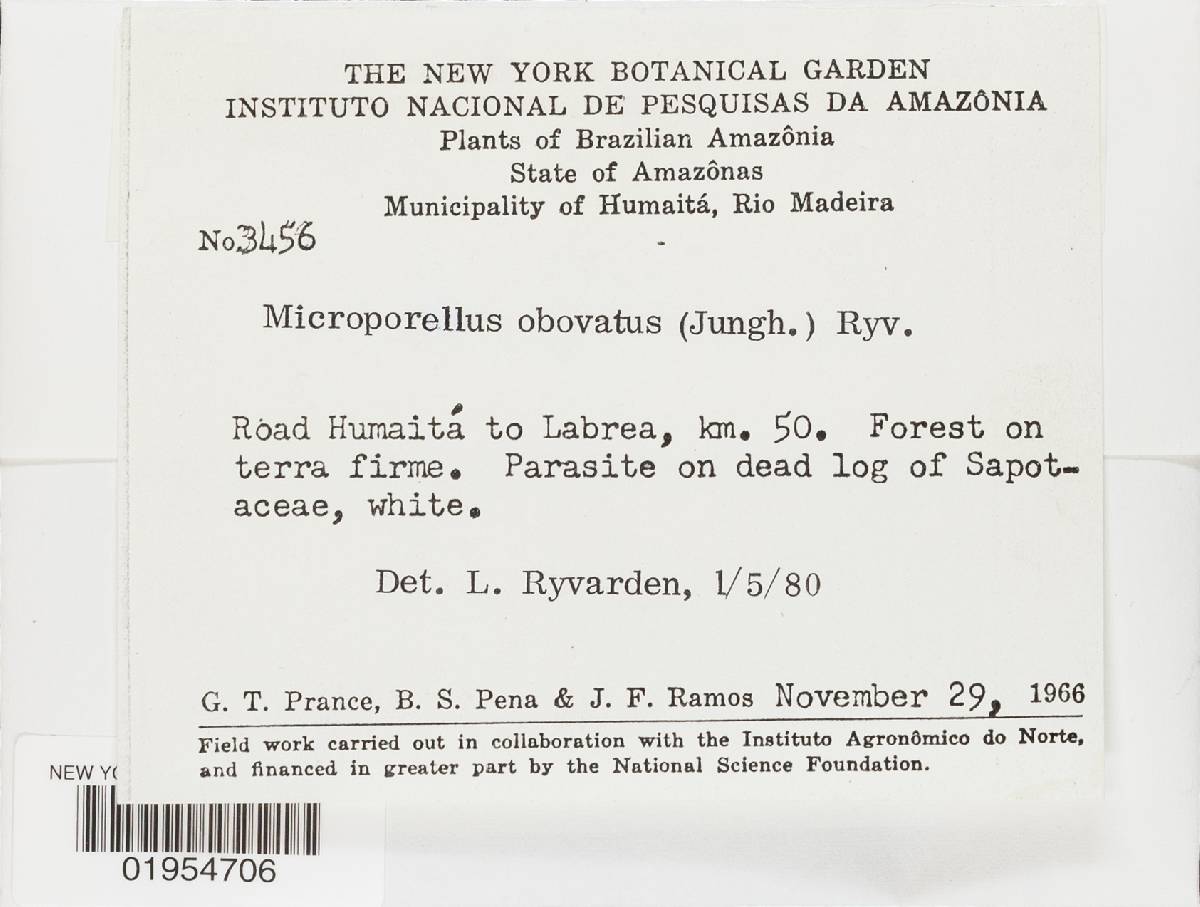 Microporellus obovatus image