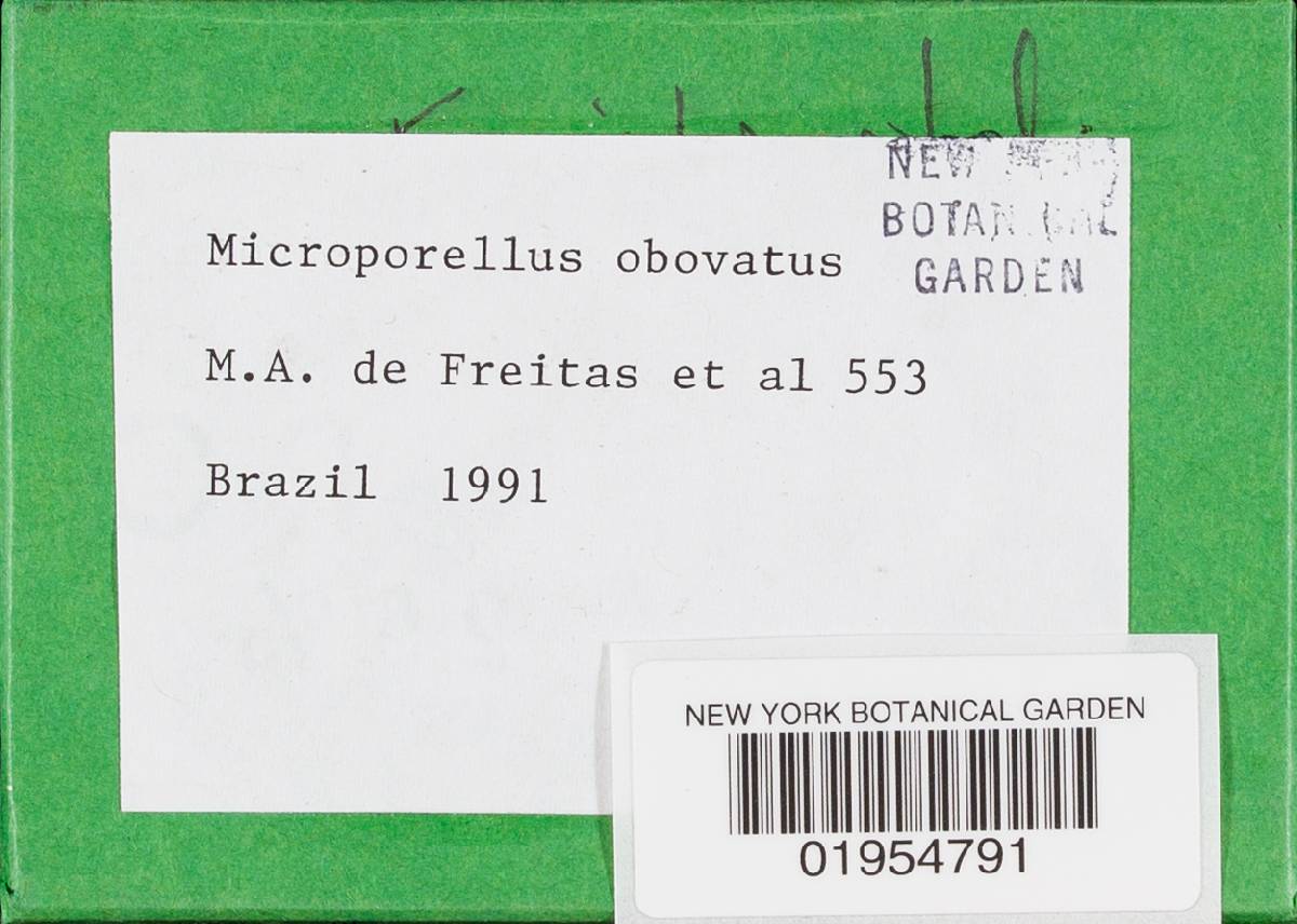 Microporellus obovatus image