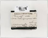 Laccaria ochropurpurea image