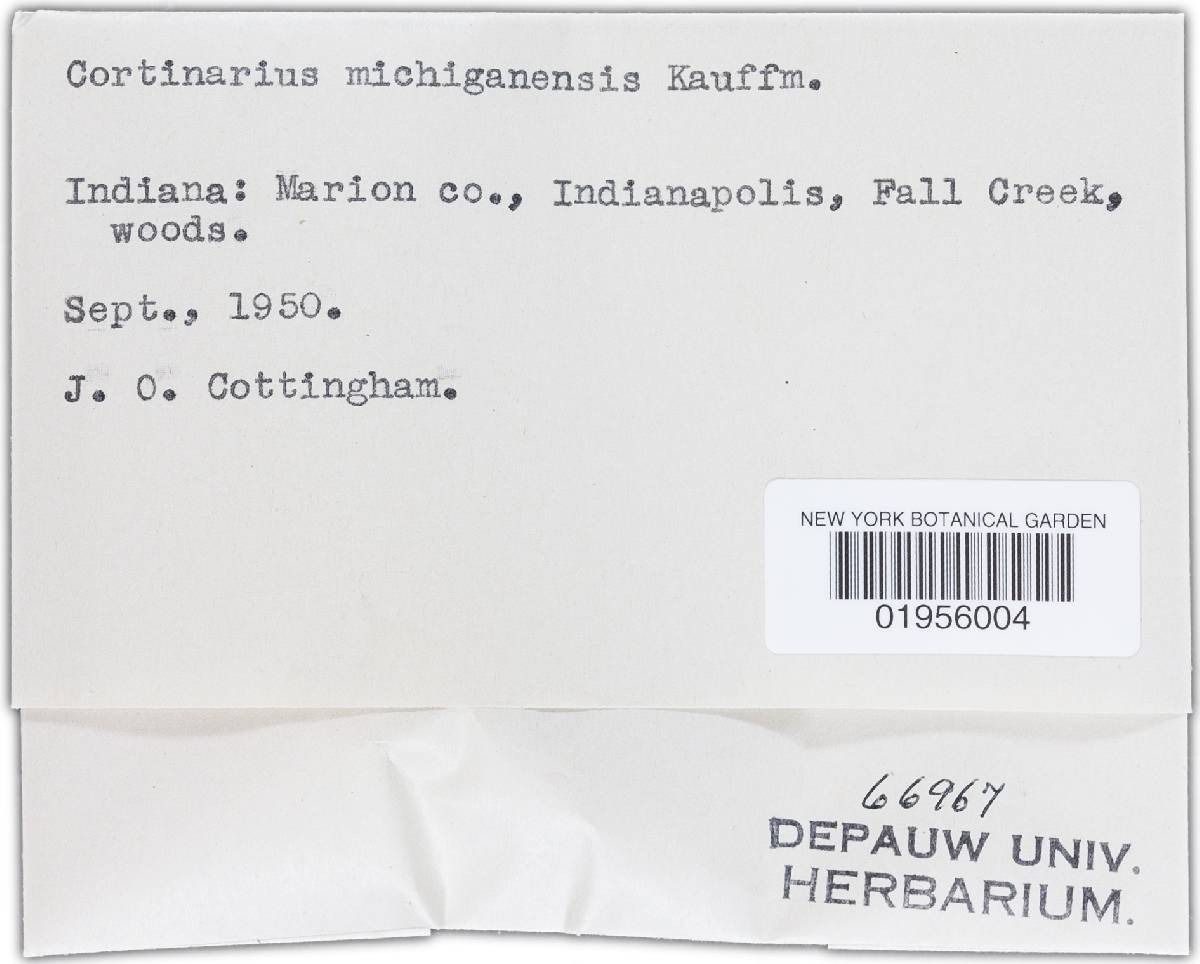 Cortinarius michiganensis image