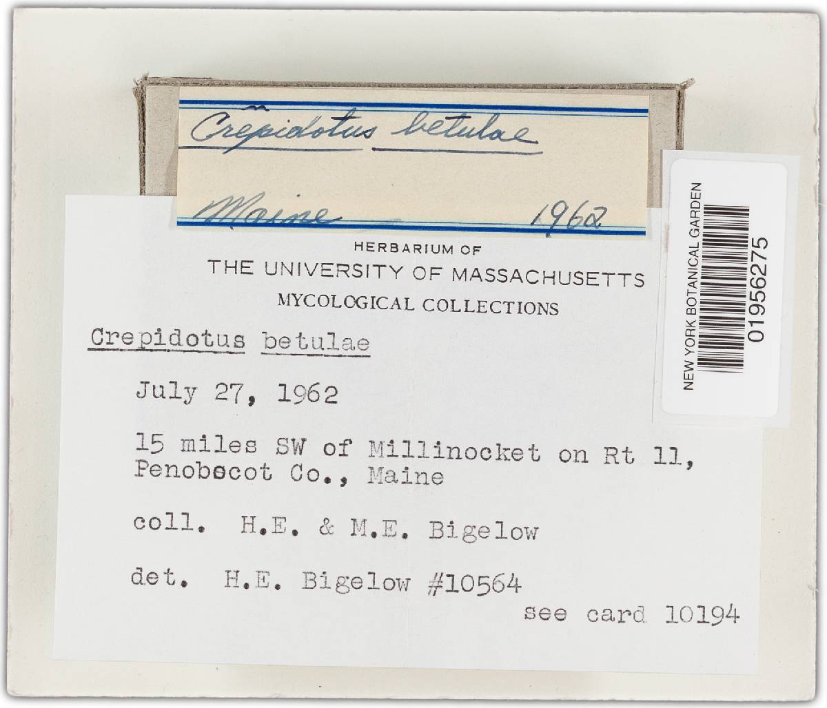 Crepidotus betulae image