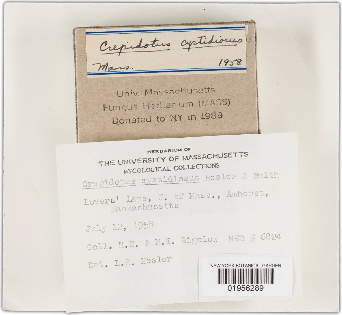 Crepidotus cystidiosus image