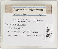 Crepidotus epibryus image