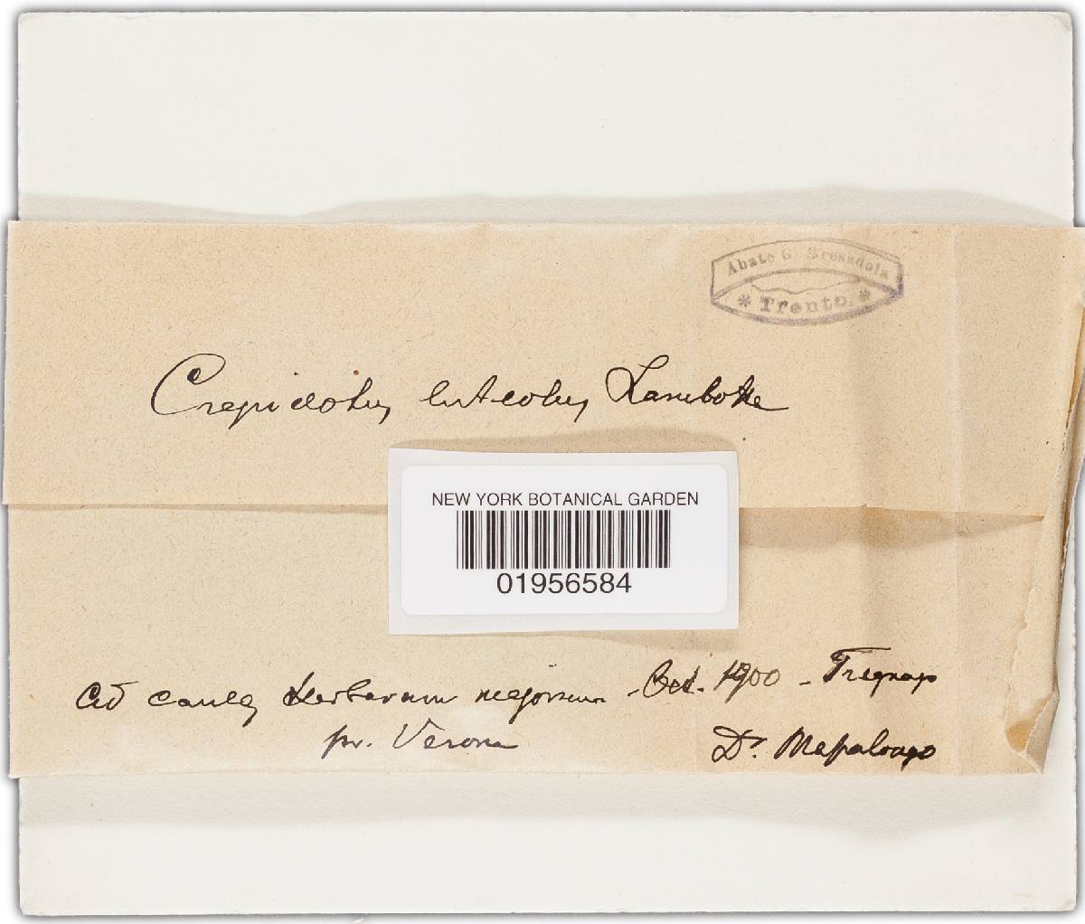 Crepidotus luteolus image