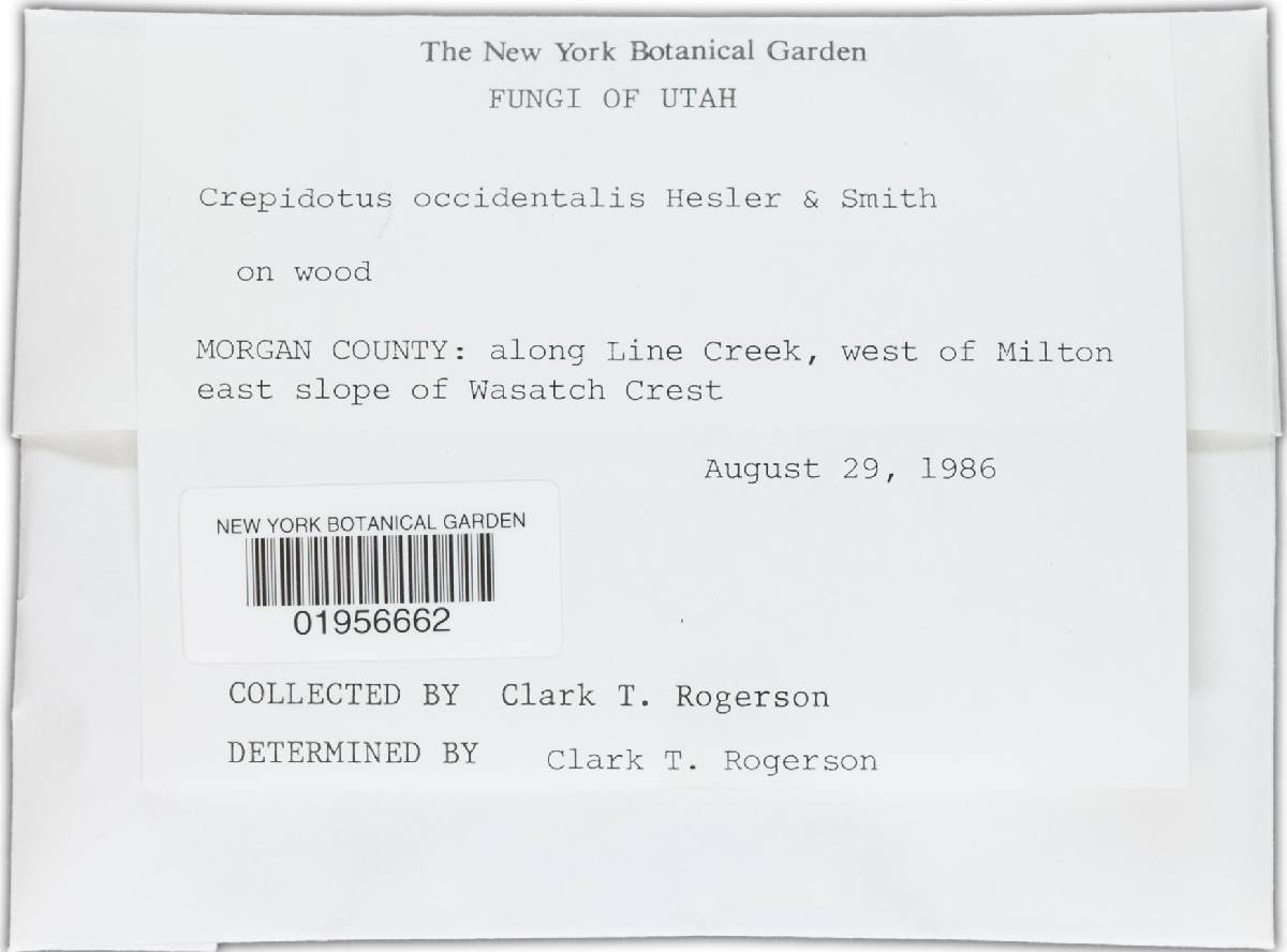 Crepidotus occidentalis image