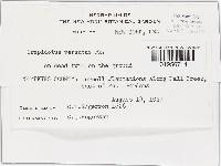 Crepidotus versutus image