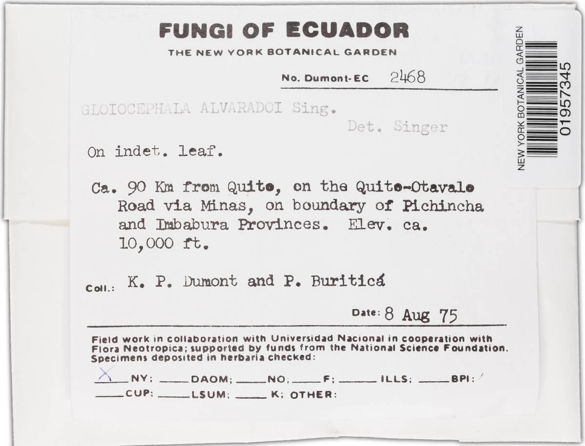Gloiocephala alvaradoi image