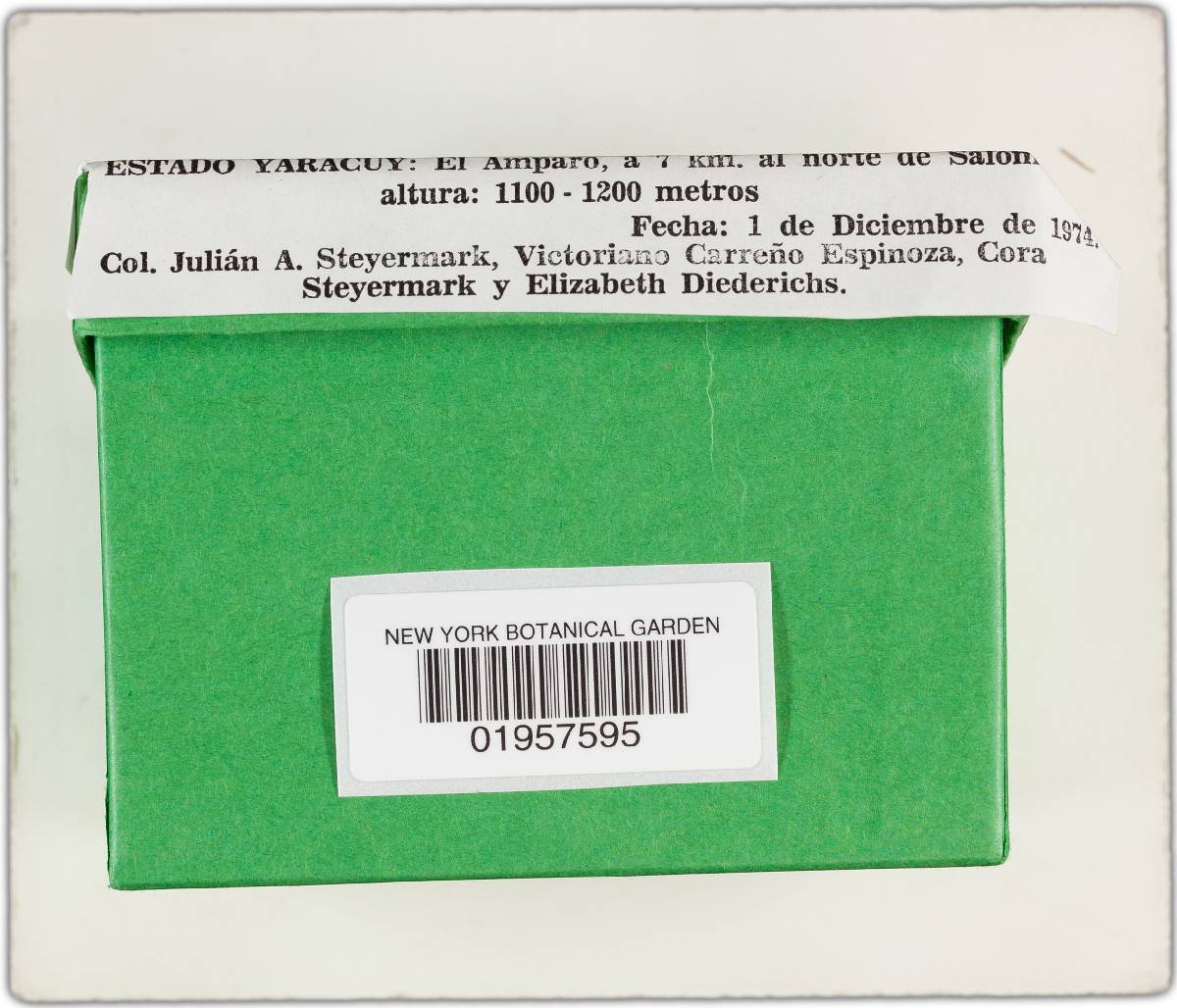Gymnopilus pampeanus image