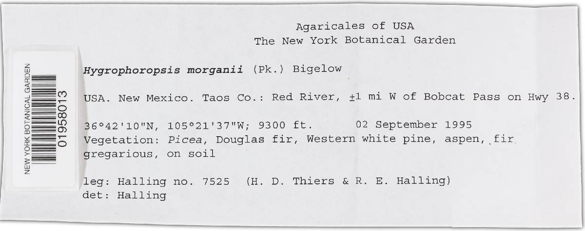 Hygrophoropsis morganii image