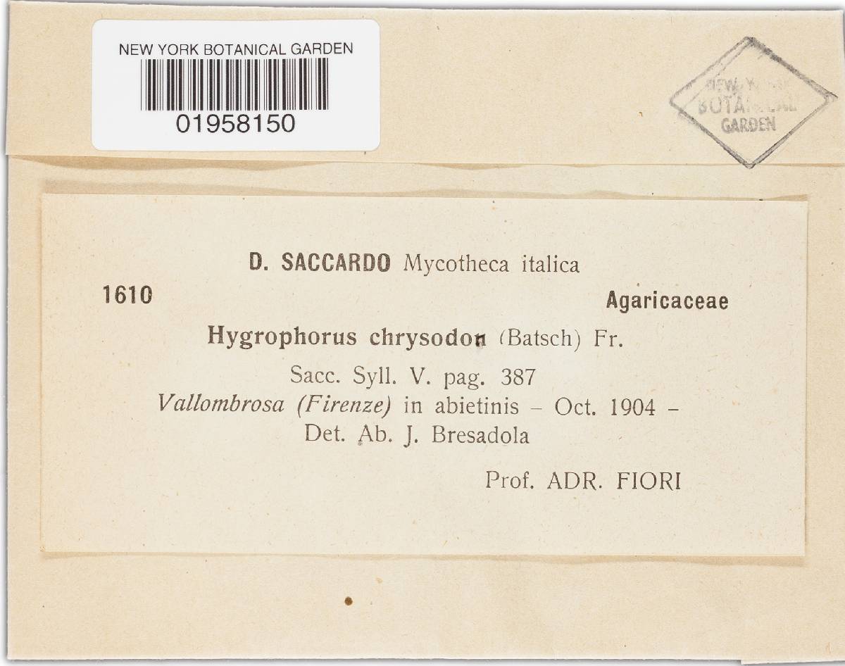 Hygrophorus mugnalus image