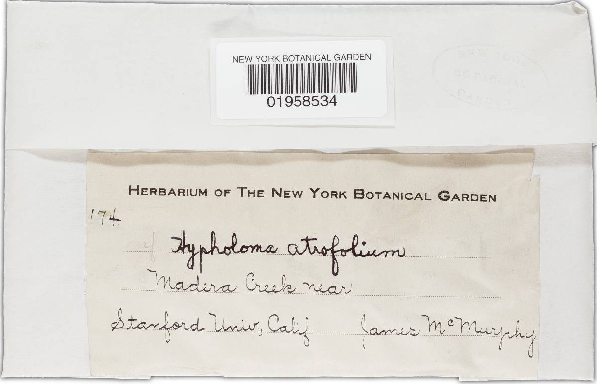 Hypholoma atrifolium image