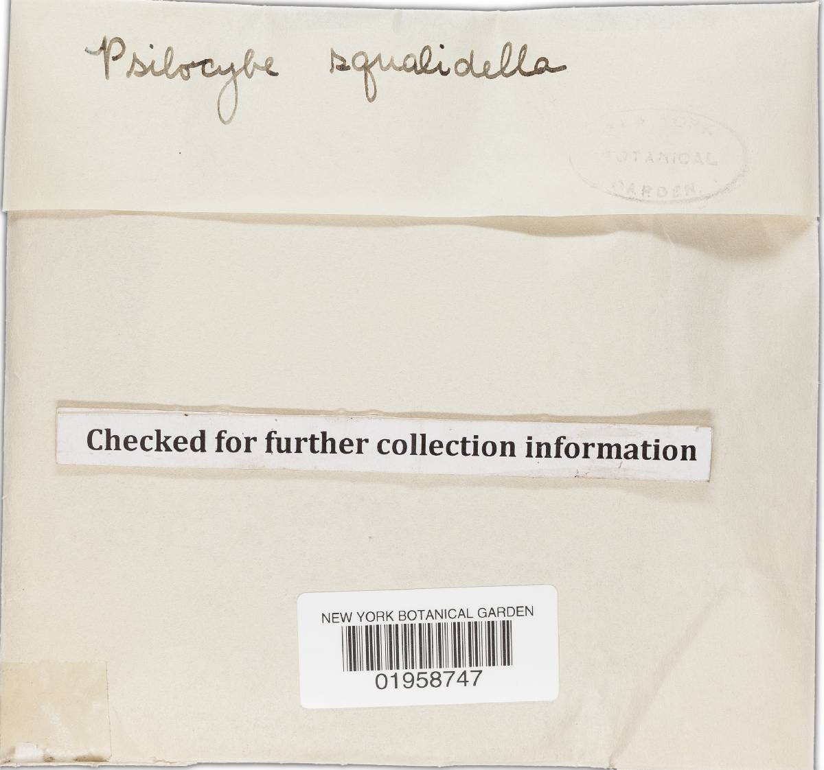 Hypholoma squalidellum image