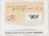 Bremia lactucae image