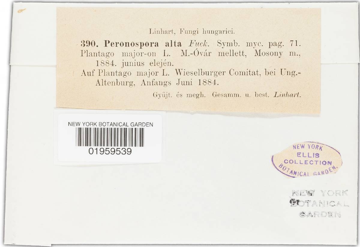 Peronospora alta image