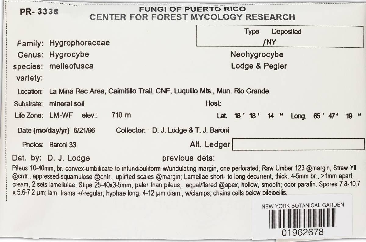 Hygrocybe melleofusca image