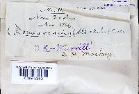 Fomitopsis rosea image