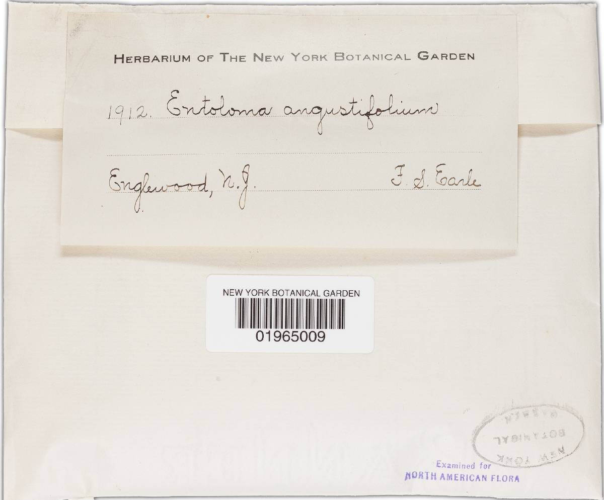 Entoloma angustifolium image