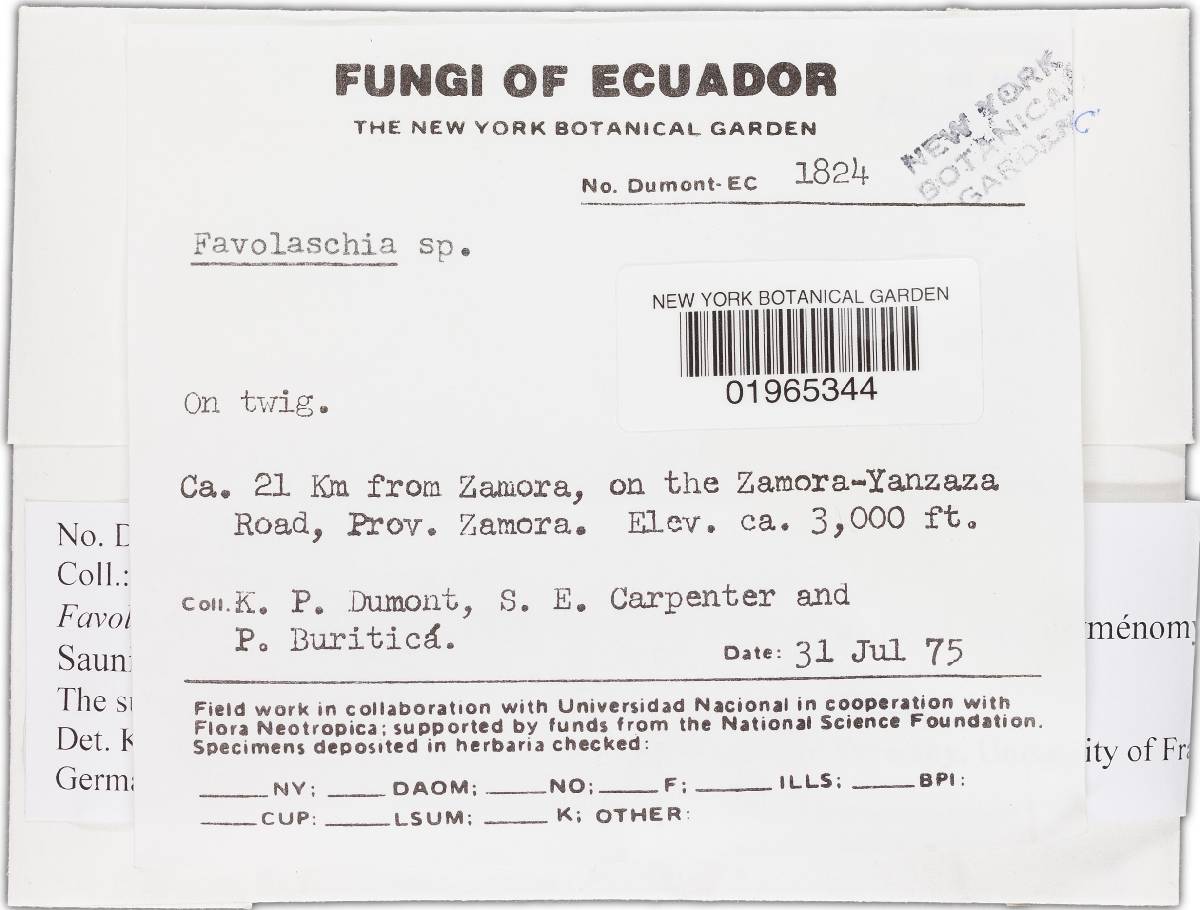 Favolaschia cinnabarina image