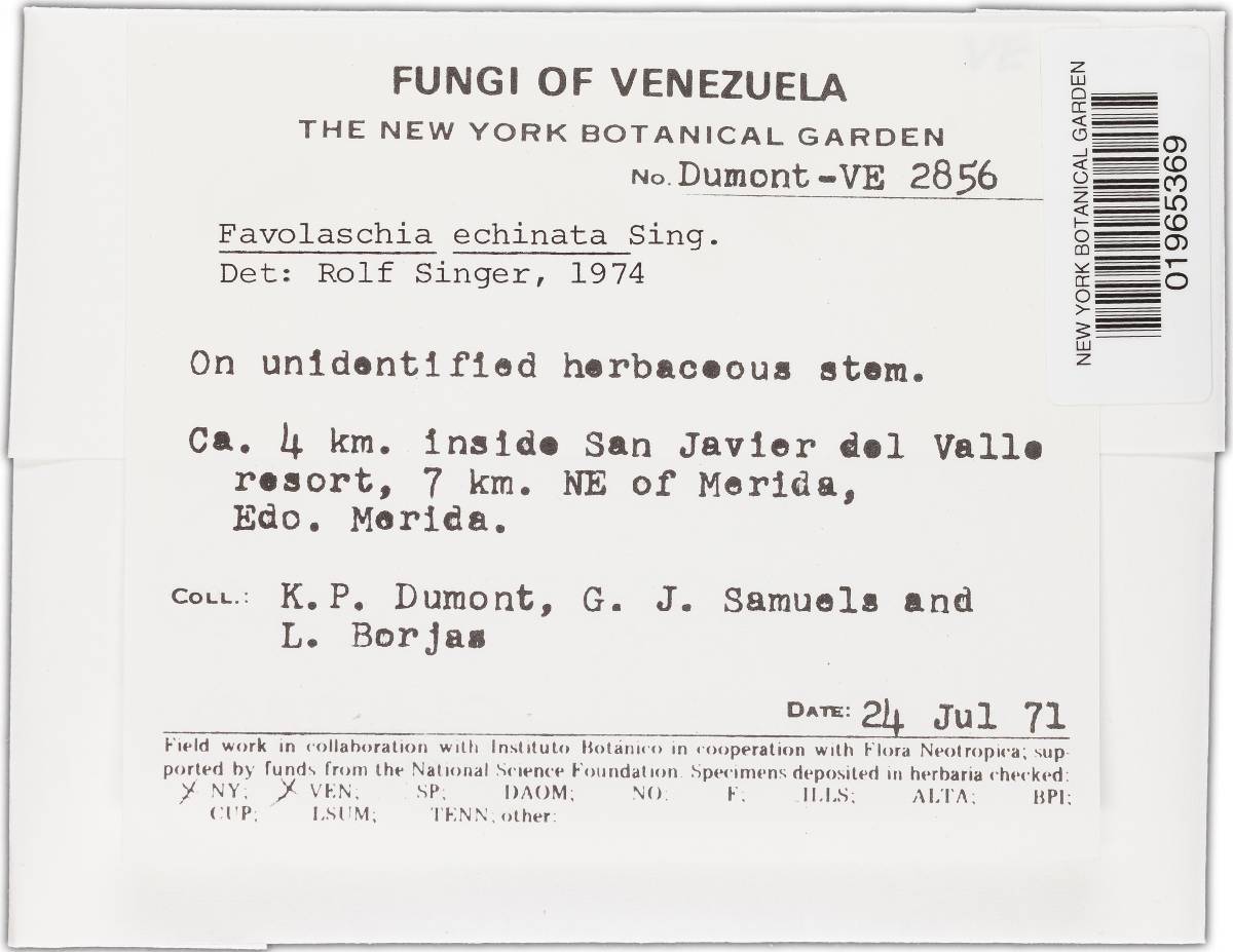 Favolaschia echinata image