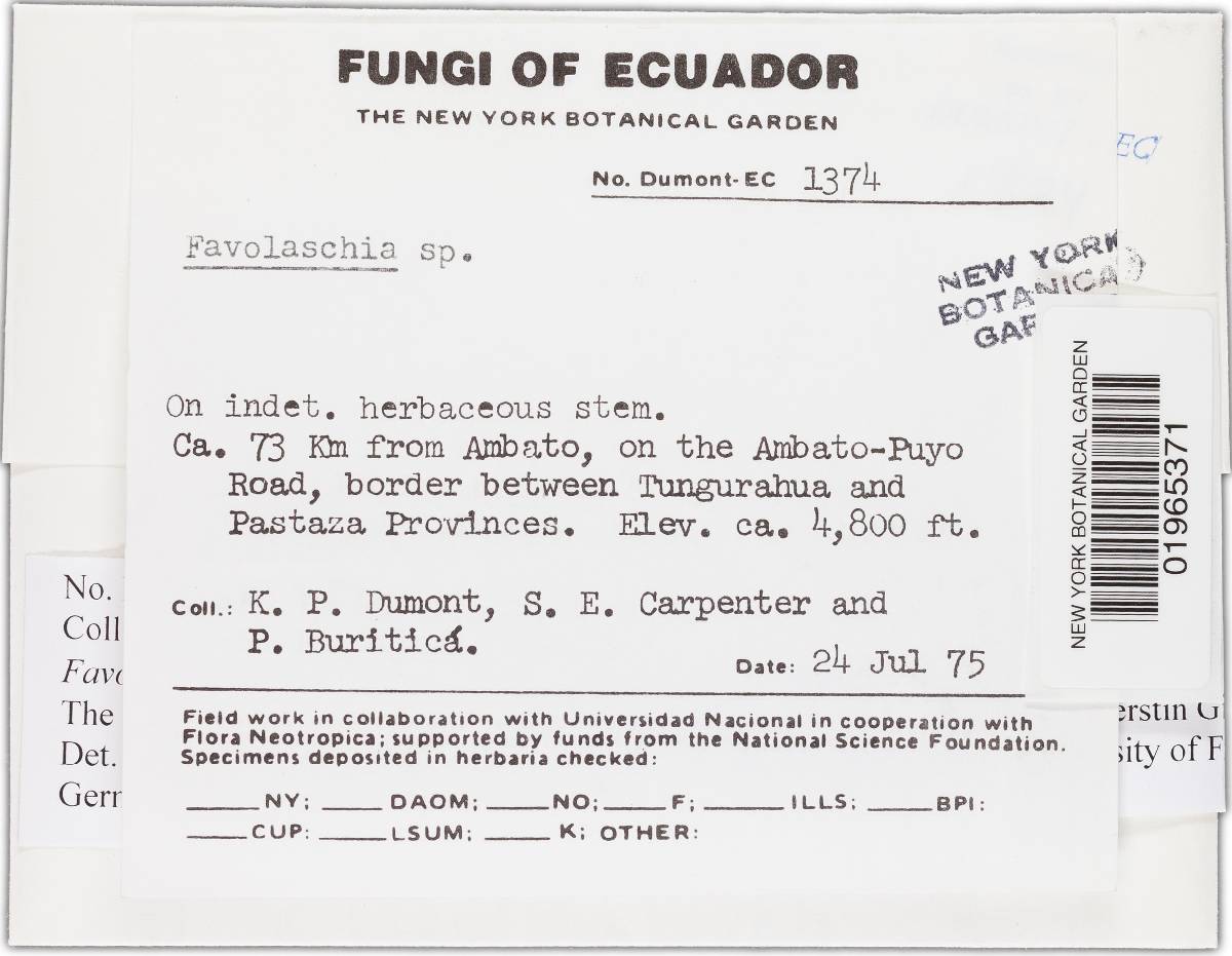 Favolaschia heliconiae image