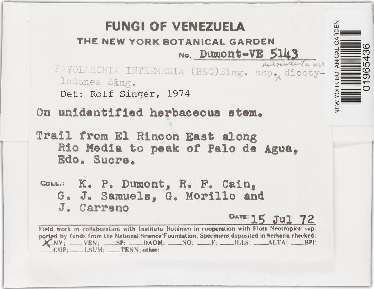 Favolaschia intermedia image