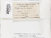 Fistulina hepatica image