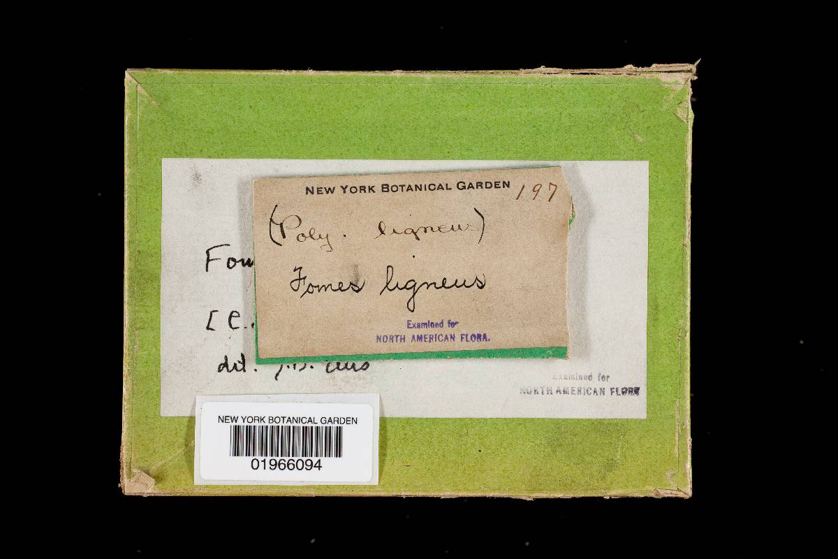 Fomitopsis lignea image