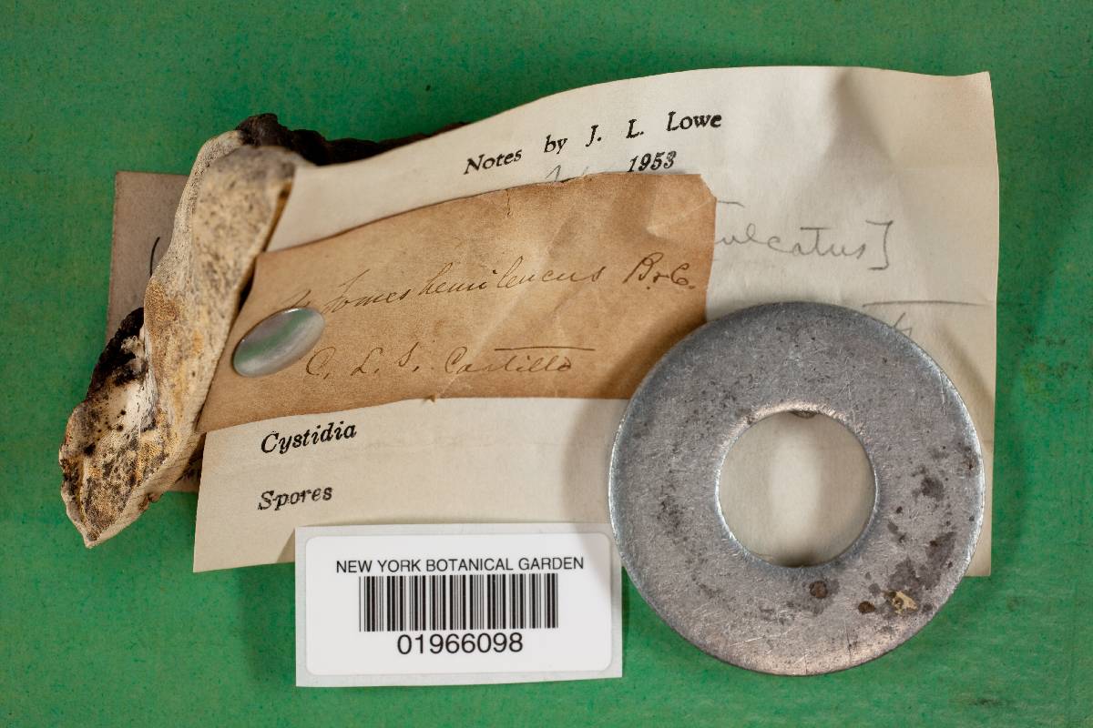 Fomitopsis lignea image