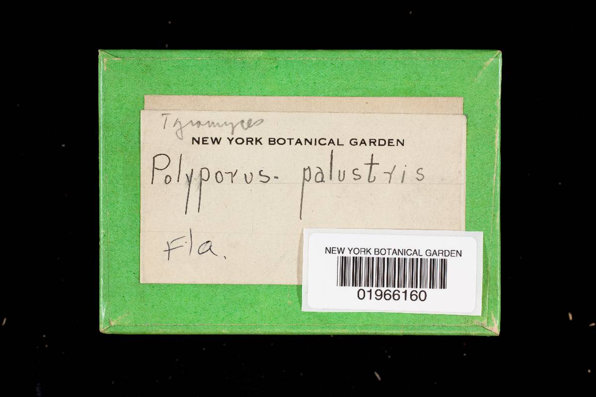 Fomitopsis palustris image