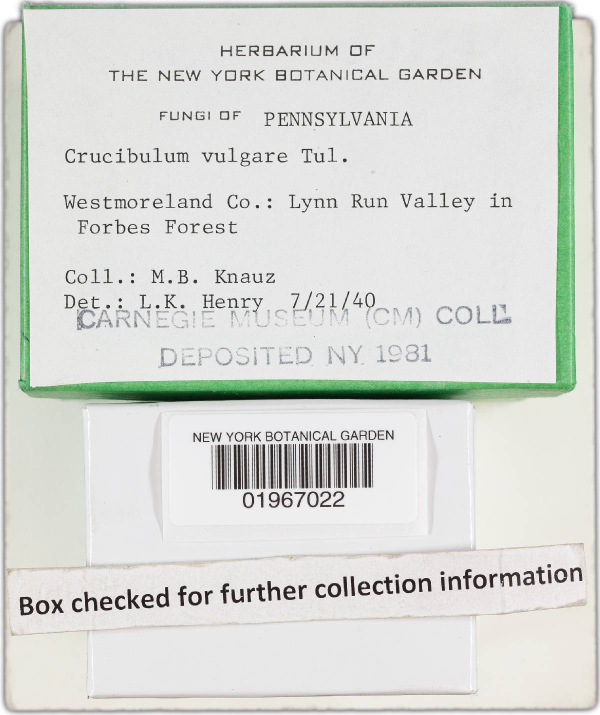 Crucibulum vulgare var. lanosum image
