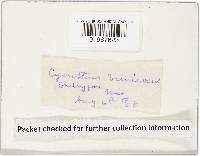 Cyathus olla image