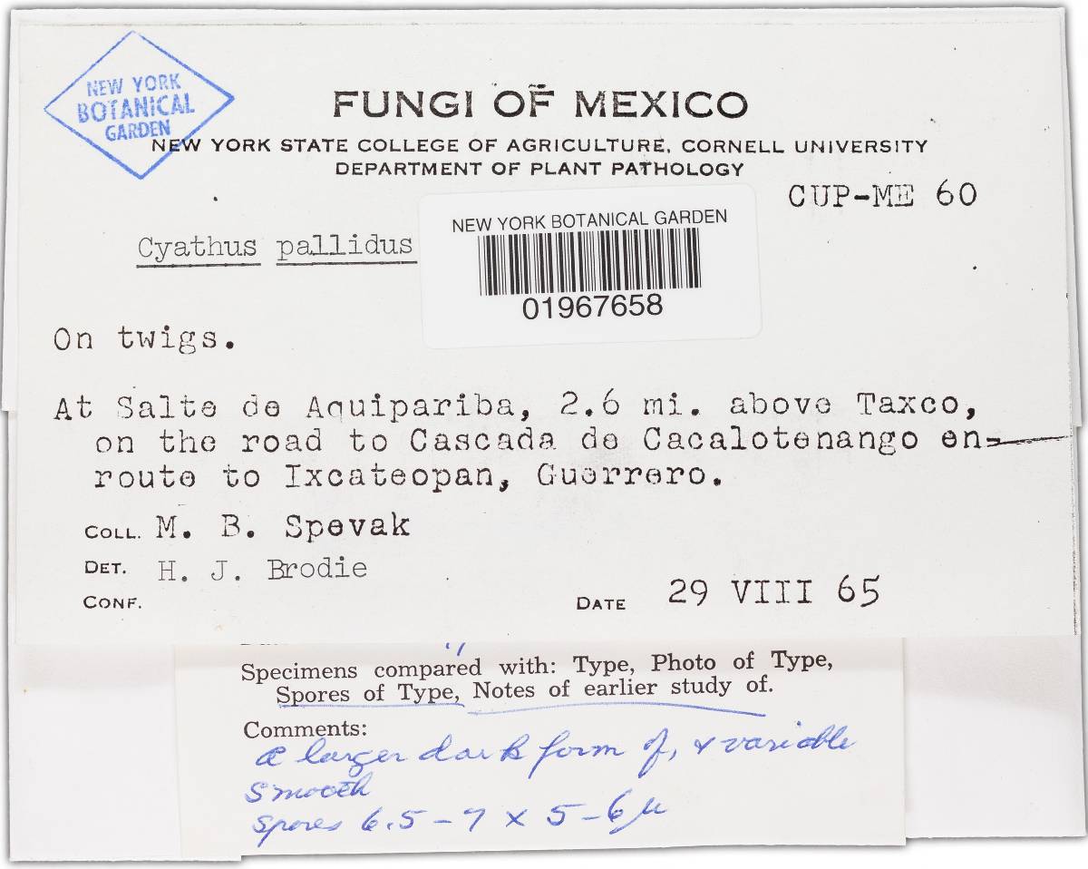 Cyathus pallidus image