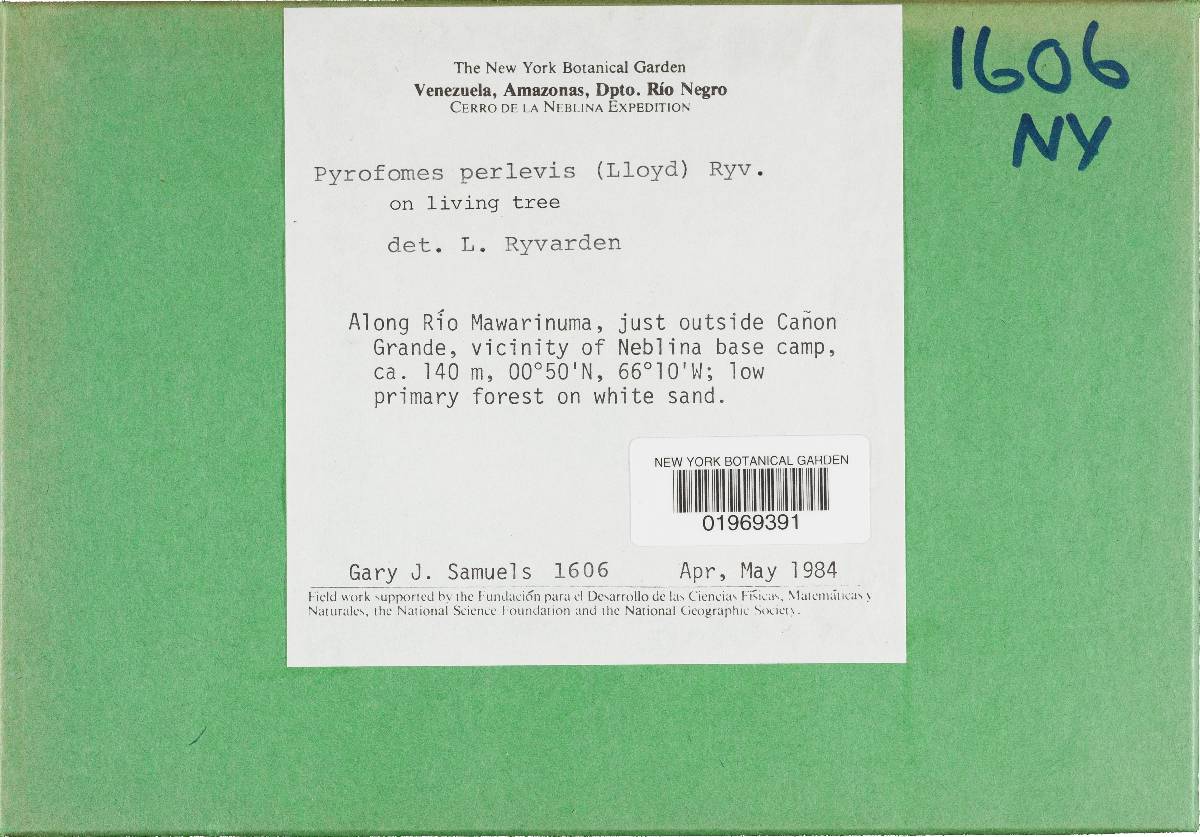 Pyrofomes perlevis image