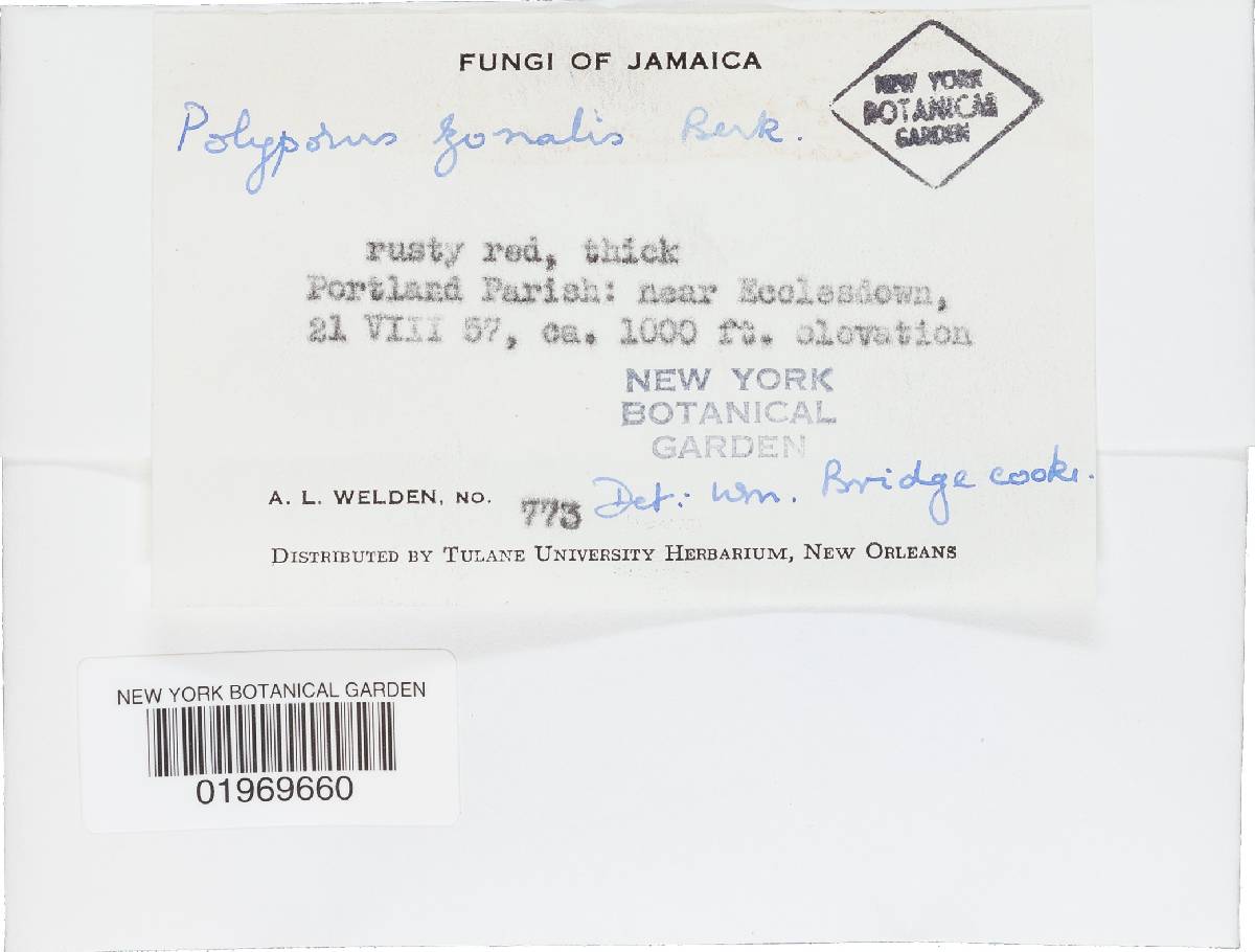 Rigidoporus lineatus image
