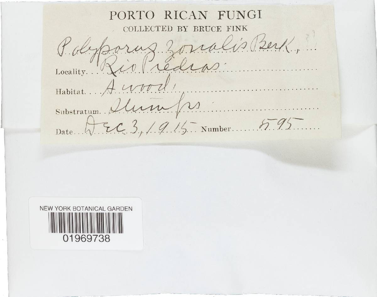 Rigidoporus lineatus image