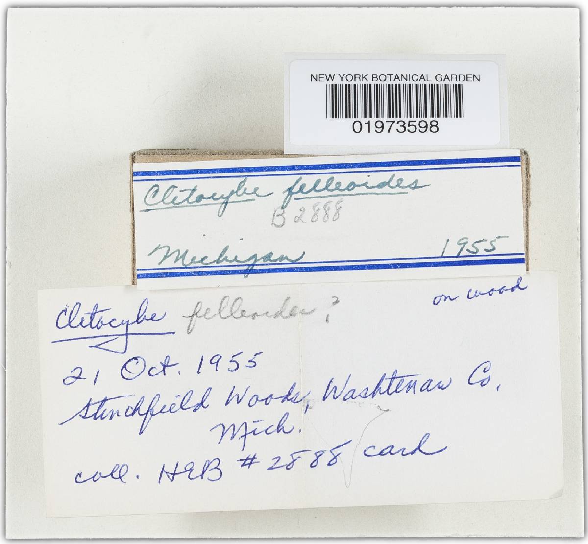 Clitocybe felleoides image