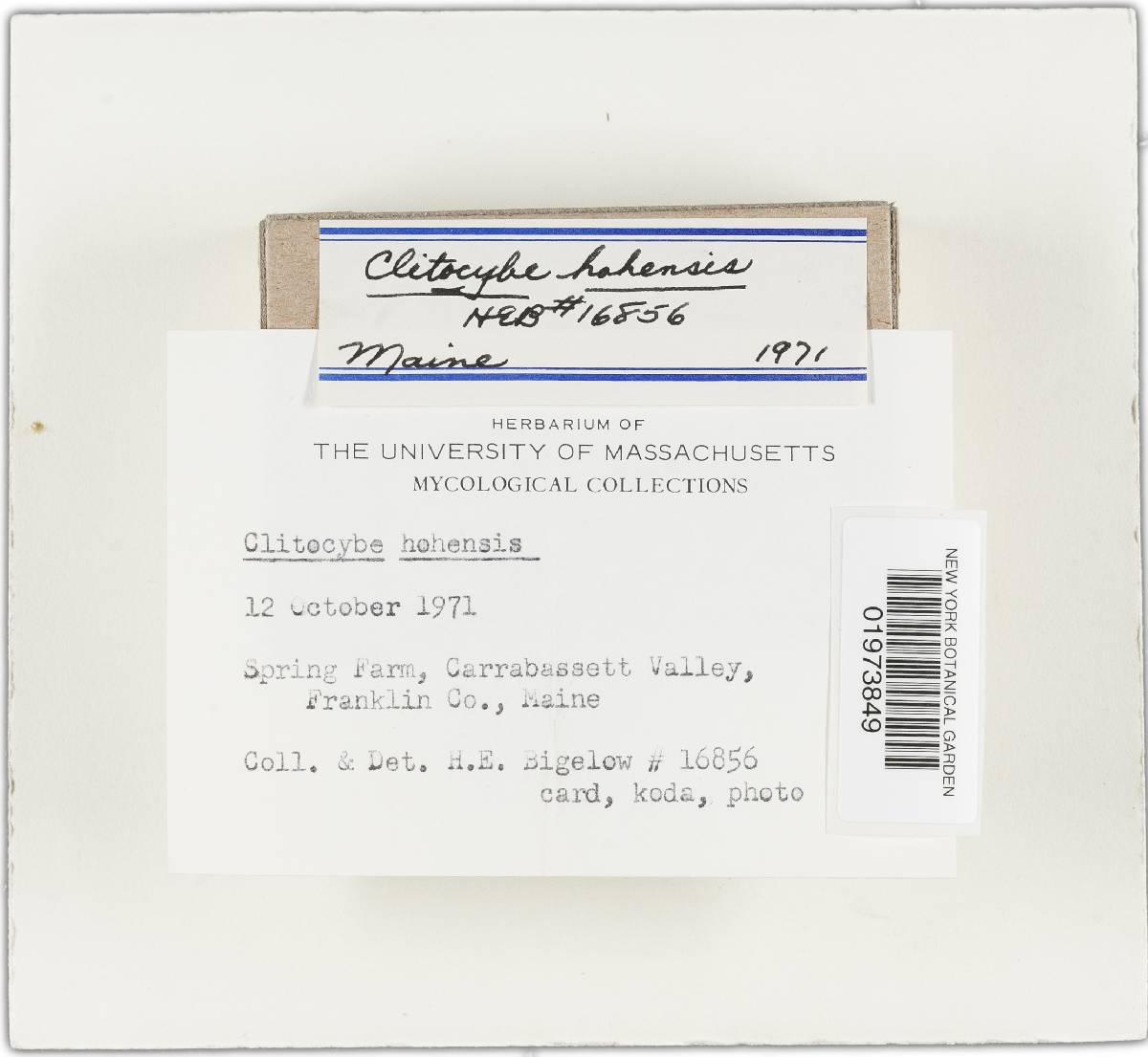 Clitocybe hohensis image