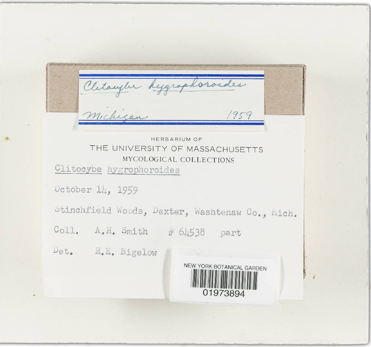 Clitocybe idahoensis image